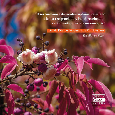 Foto de folhas e flores rosa com frase do livro "Fios do Destino Determinam a Vida Humana" de Roselis von Sass