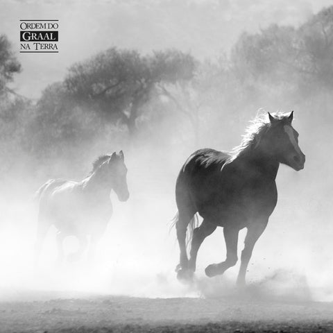 Foto preto e branco de cavalos correndo