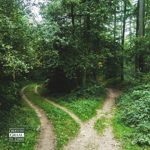 Foto de trecho, aberto, de floresta com intersecção de caminhos cruzados em formato de ípsilon em destinos indefinitos.  