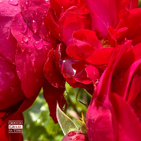 Imagem de detalhes de pés de rosas e suas pétalas