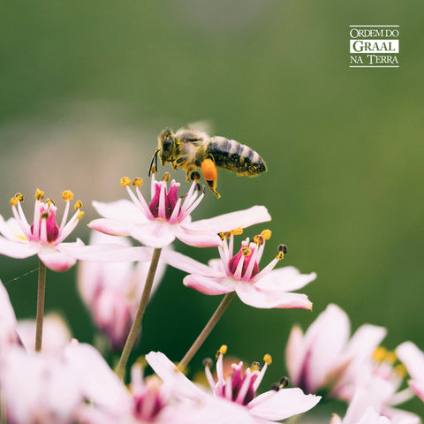 Foto de flores, cor de rosa, em zoom com trabalho de pequena abelha, sob fundo verde.