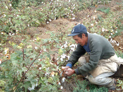 Organic cotton farmer hand picking cotton