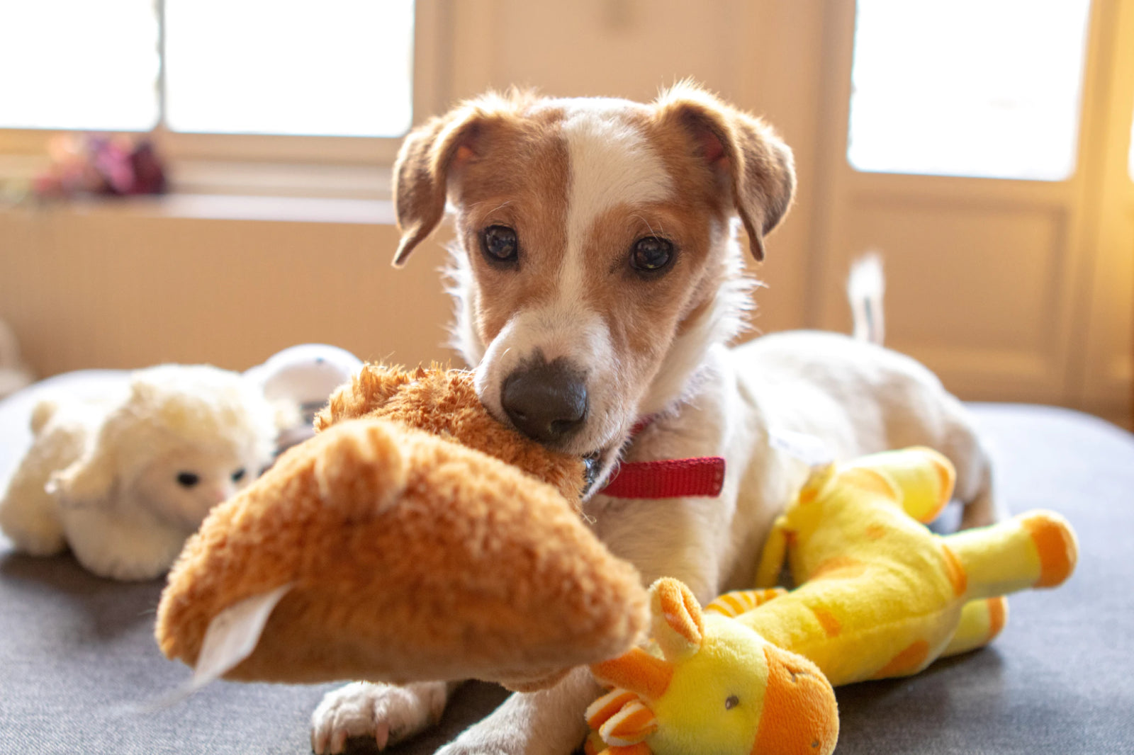 Selling pet toys on Shopify