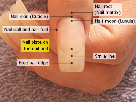 Nail Cosmetics