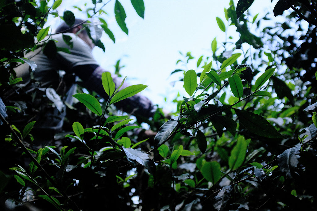 A person picking tea leaves by hand high up a tall tea tree