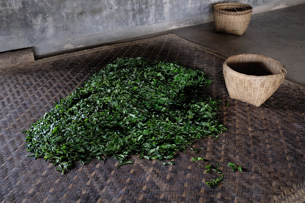 Fresh tea leaves spread out on a bamboo mat