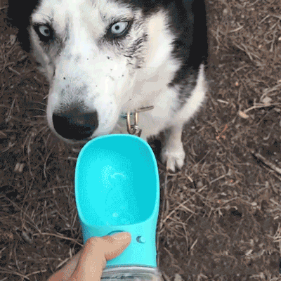 Portable Pet Water Bottle – Sugar Pet Shop