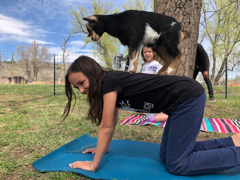 Seriously, You've Gotta Try Goat Yoga – Enell