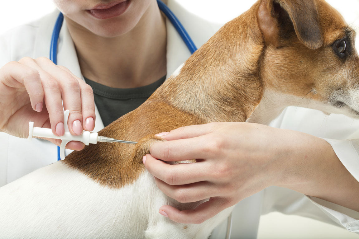 puppy microchip registration