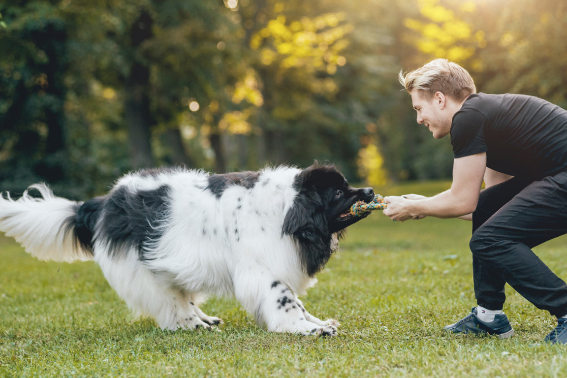 landseer newfoundland