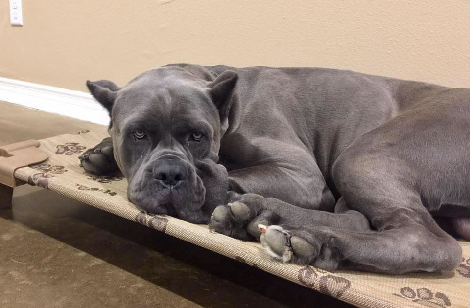 large dog cot bed