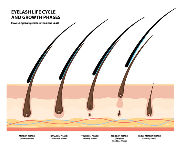 Eyelash Life Cycle and Growth Phases for lash extensions. Cartel Lash
