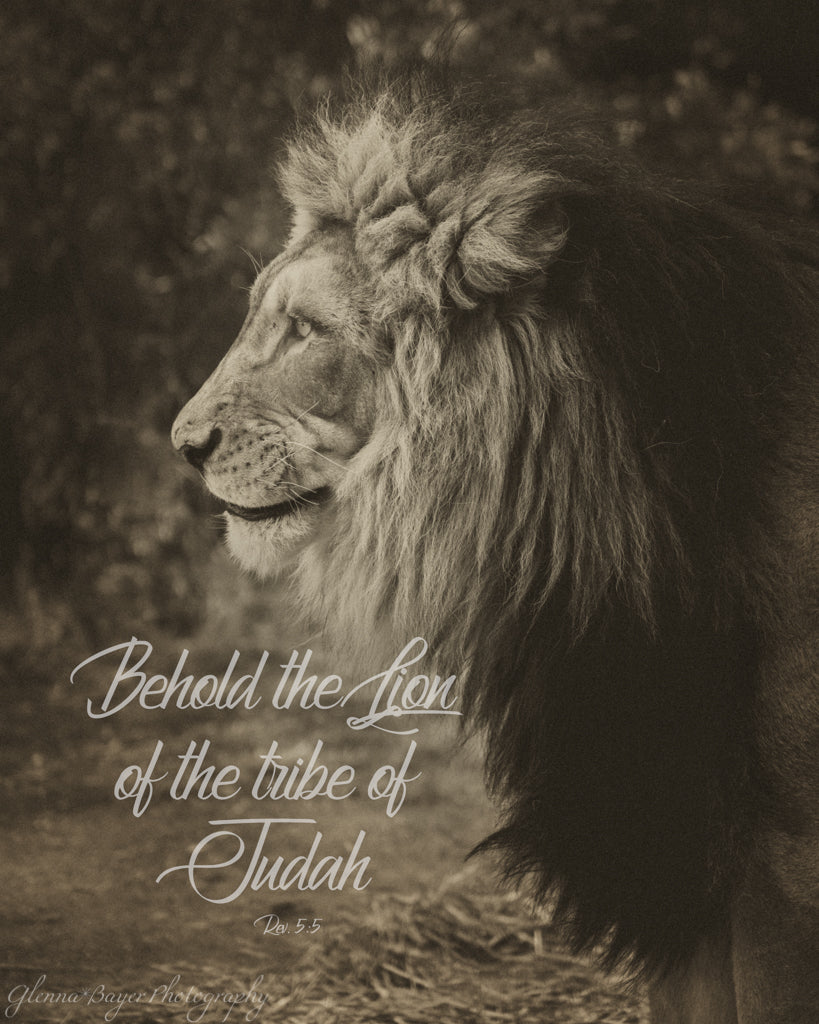 Lion of Judah Print | Glenna Bayer Photography