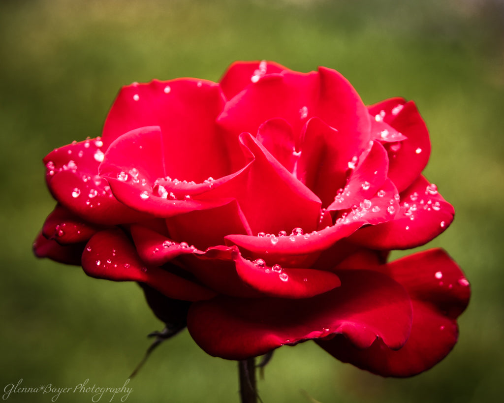 red rose tea water enhancer