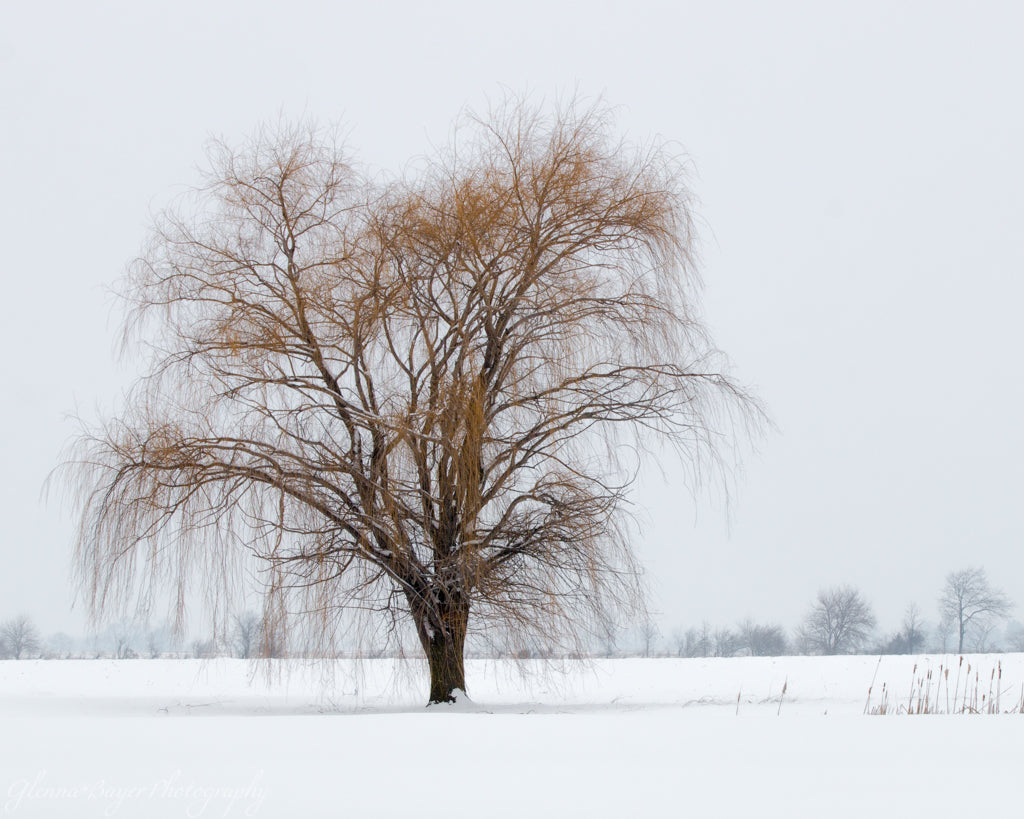 Winter Greenery (0515-1)