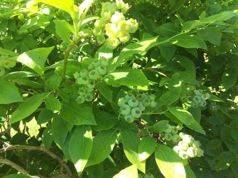 十月的绿色蓝莓，汉密尔顿，新西兰蓝莓农场，薰衣草后院花园。点击阅读更多。
