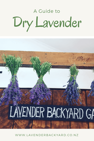 How to dry Lavender from Lavender Backyard Garden, a NZ lavender herb farm