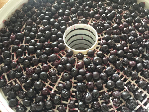 A trick for Dehydrating Blueberries. NZ Blueberry Farm teaches you about blueberries. Click to read more.