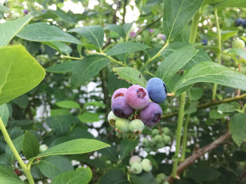 Pick Your Own Blueberries, Hamilton, New Zealand Blueberry Farm. Click to read more.