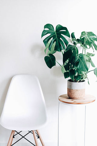 Monstera, Indoor Plant