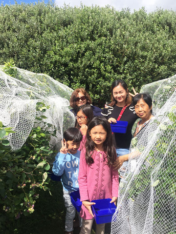 PYO blueberries at Lavender Backyard Garden in Newstead, Hamilton, New Zealand. Click to find out more.