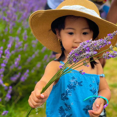 在新西兰薰衣草农场、薰衣草后院花园采摘您自己的PYO薰衣草