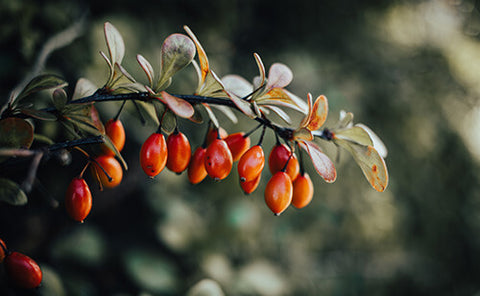 Rosehip, Lavender Backyard Garden