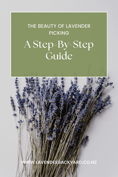 7 Awesome Ways to Use Dried Lavender Bunches  NZ Lavender Farm – Lavender  Backyard Garden®