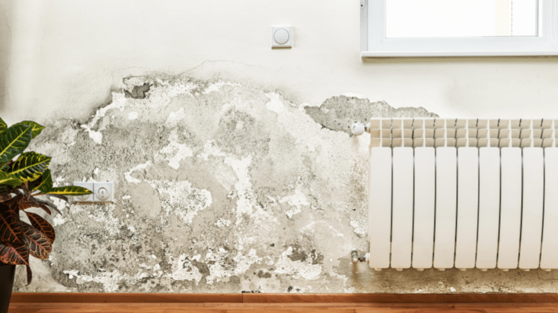 How to get rid of mold issues on the wall at home