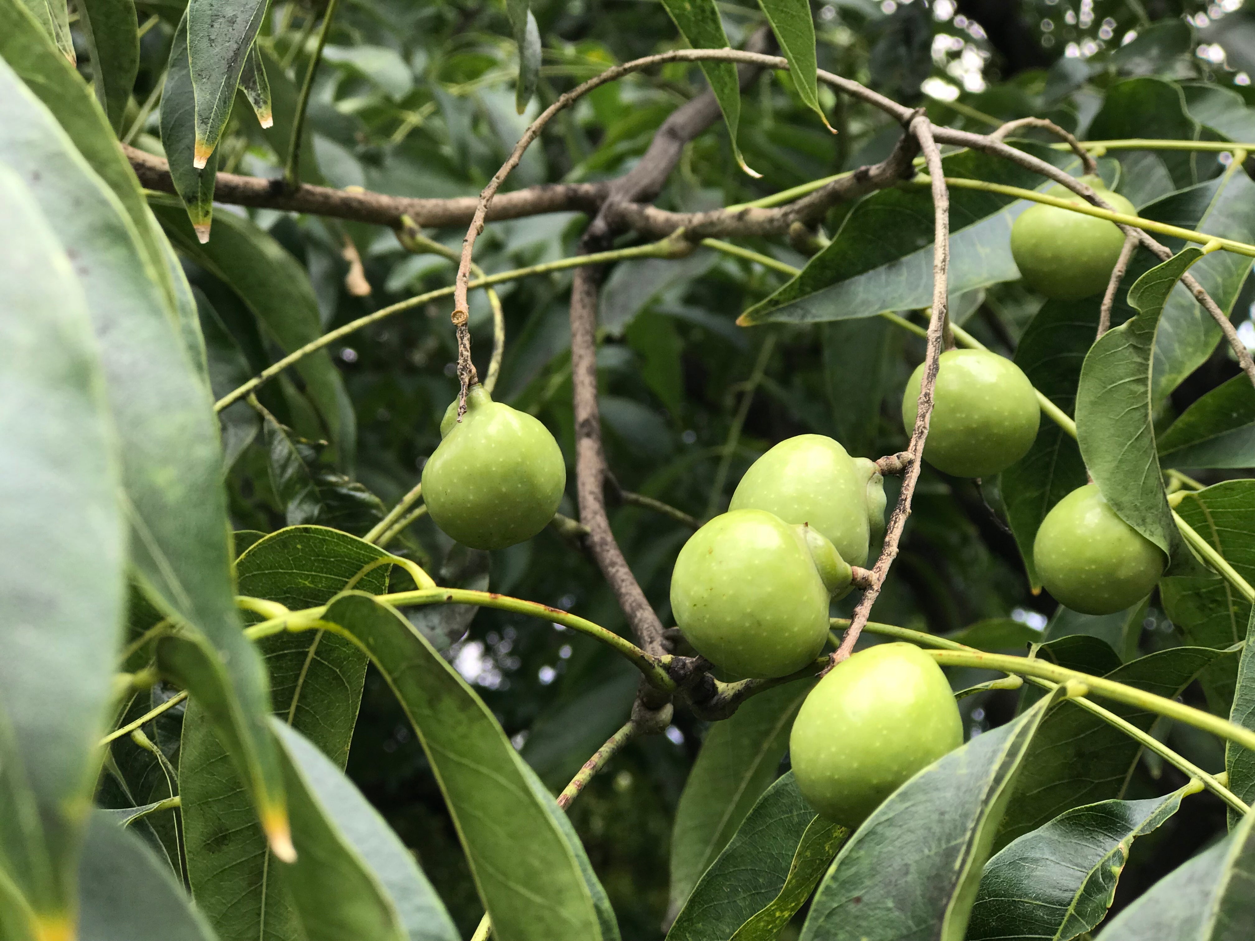 Soapnut fruit