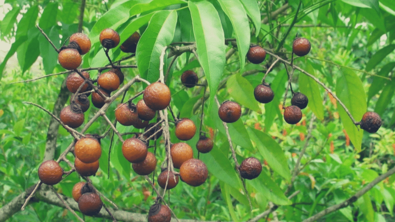 soapnut berry on trees