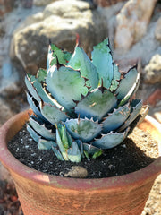 Agave titanota 'Black and Blue' in a large terra cotta planter pot
