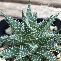 Aloe Descoingsii x Aloe Haworthioides succulent plant in 2 inch pot from Zensability