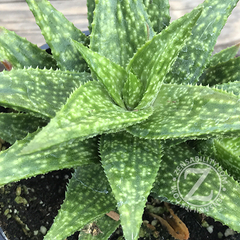 Aloe-Green-Gold-succulent-plant-zensability