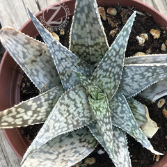 Aloe White Fox in 4 inch pot. Long, triangular green and white speckled leaves from Zensability Plants.