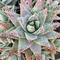 Aloe-brevifolia-blue-pink-succulent-plant-zensability-plants