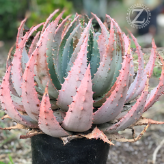 Aloe-peglerae-zensability-aloe-varieties-thumb