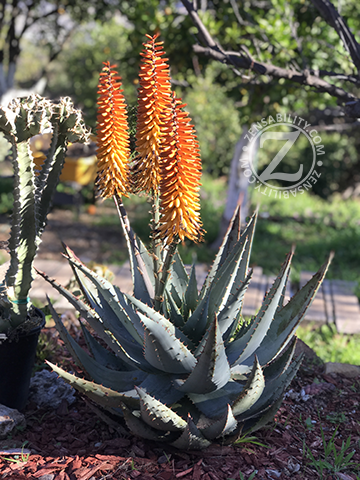 Aloe-peglerae-x-ferox-in-bloom
