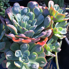 Shows an Echeveria 'Raindrops' cluster of rainbow-colored rosettes in partial sun light.