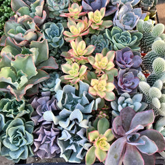 A variety of Zensability succulents shown together in a nursery tray.