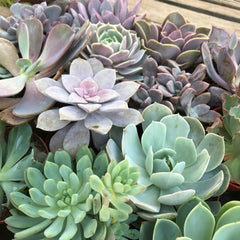 Variety of types of succulent plants available at Zensability
