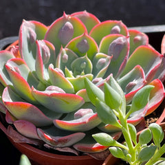 Rainbow colored Echeveria 'Raindrops', a rosette succulent with raindrop shaped bumps on its leaves.