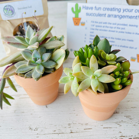 Two potted arrangements from succulent arrangement DIY kits with two terracotta pots