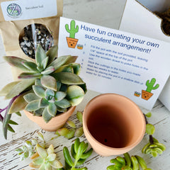 Shows all contents of Zensability DIY succulent kit with two terracotta pots
