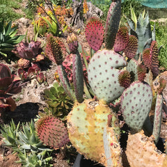 Sun-hardened variety of succulent plants, mostly cactus, aloe and agave plants, in a full sun garden.