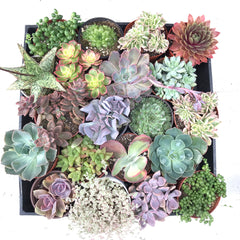 Tray full of variety of types of succulents including Aloe, Echeveria, and Sedum. 