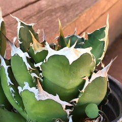 Agave titanota with white and yellow jagged teeth