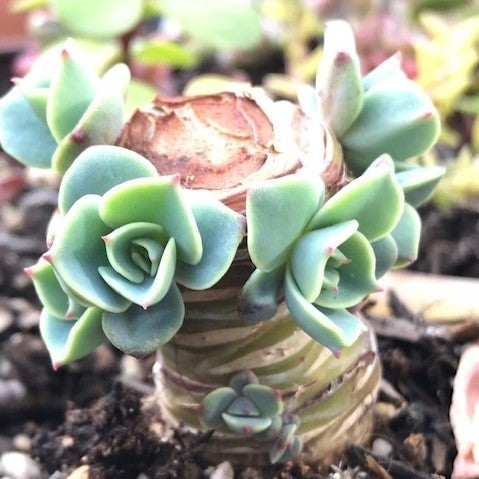 Shows a lot of new babies on an Echeveria succulent stem that has been beheaded