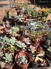 Succulent plants in pots lining the ground of the first nursery space for Zensability.