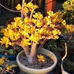 Golden yellow Crassula ovata 'Hummel's Sunset' succulent plant in a large pot